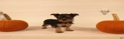 Yorkshire Terrier dogs for sale: Abby  - Ad 12