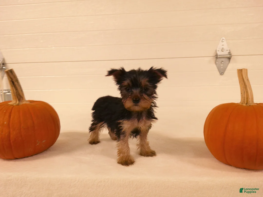 Yorkshire Terrier dogs for sale: Abby  - Ad 12