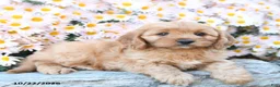 Cavapoo dogs for sale: Tucker - Ad 2