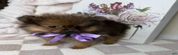 Pomeranian dogs for sale: CoCo - Ad 5