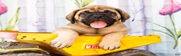 English Mastiff dogs for sale: Max - Ad 3