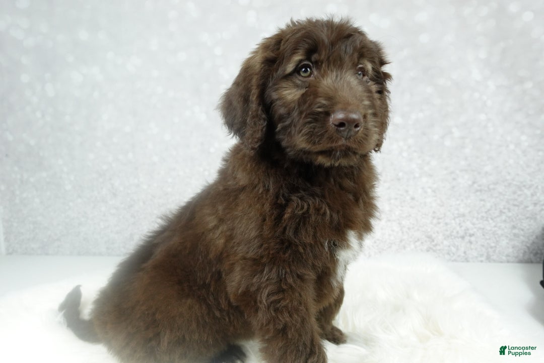 Newfypoo dogs for sale: Hunter - Ad 3