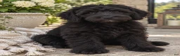 Mixed Breed dogs for sale: Romy - Ad 1