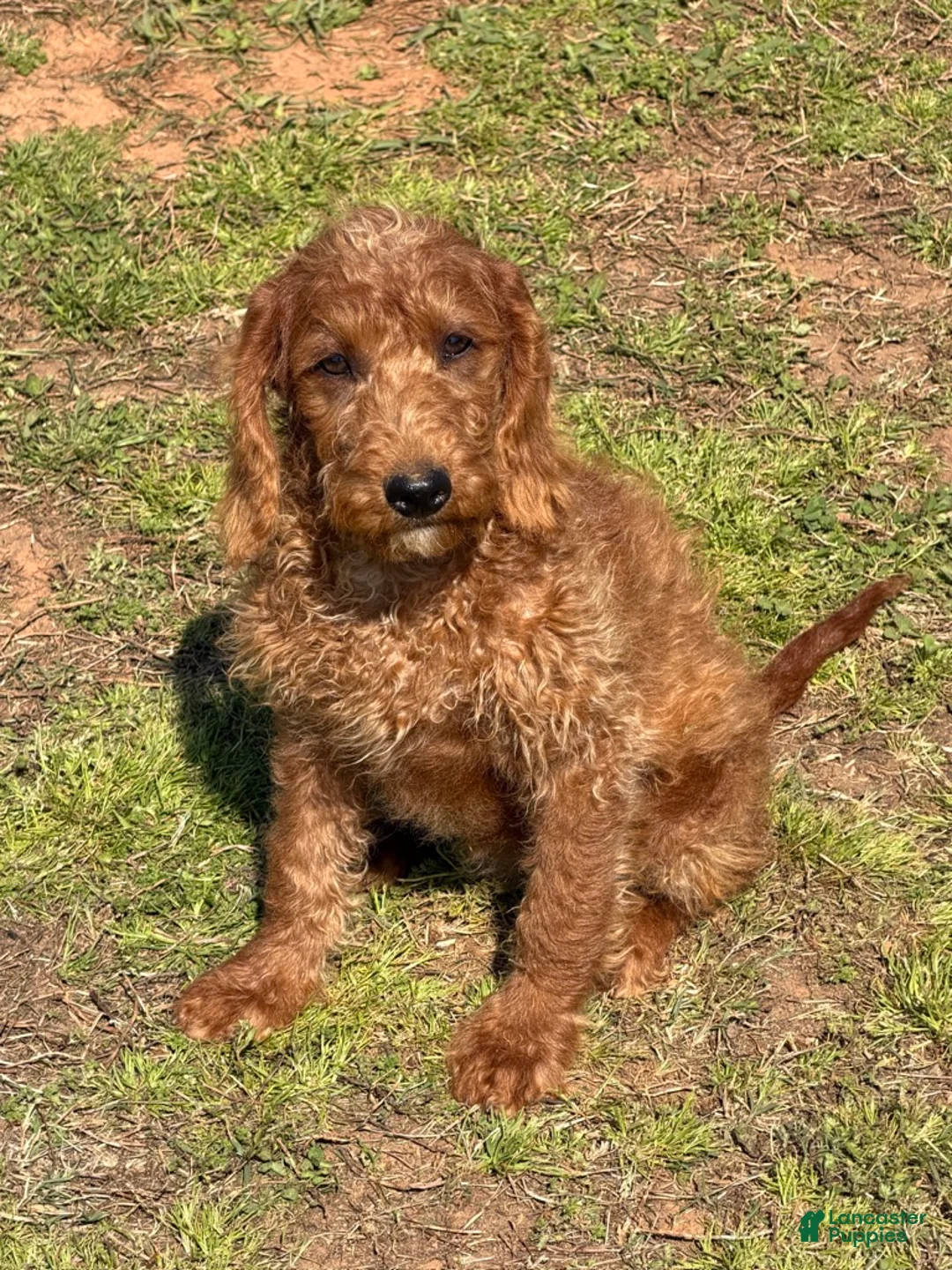Labradoodle dogs for sale: Jessie - Ad 3