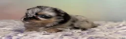 Pomeranian dogs for sale: Tulip - Ad 4