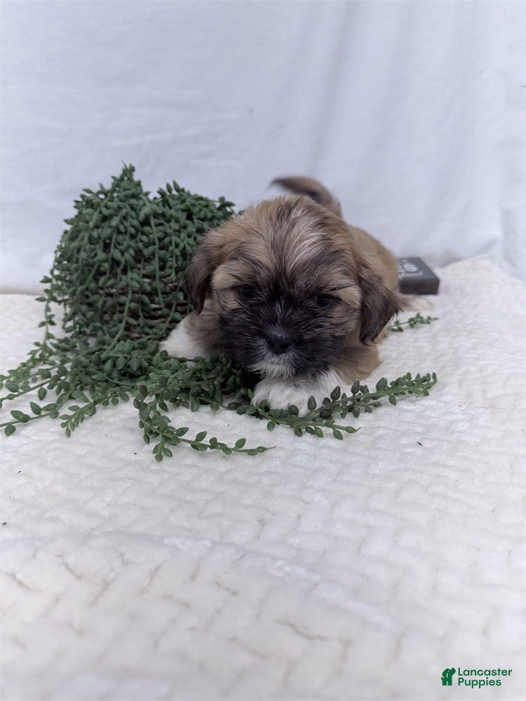Shih Tzu dogs Apple - Ad 7