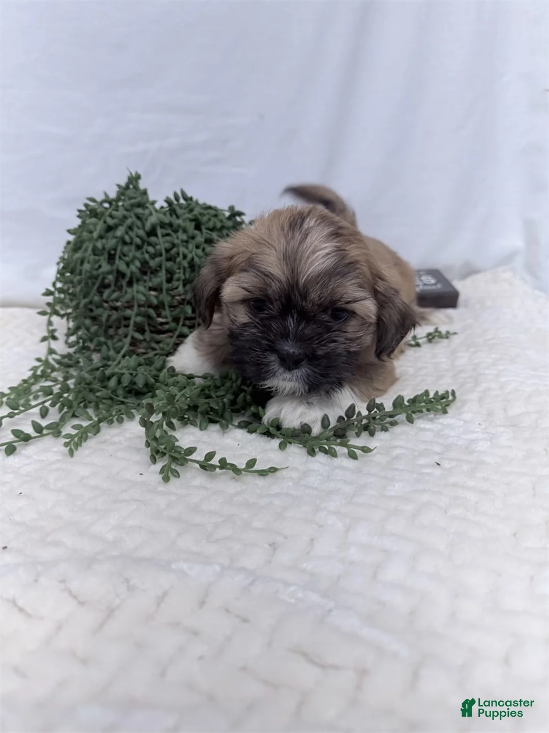 Shih Tzu dogs for sale: Apple - Ad 1