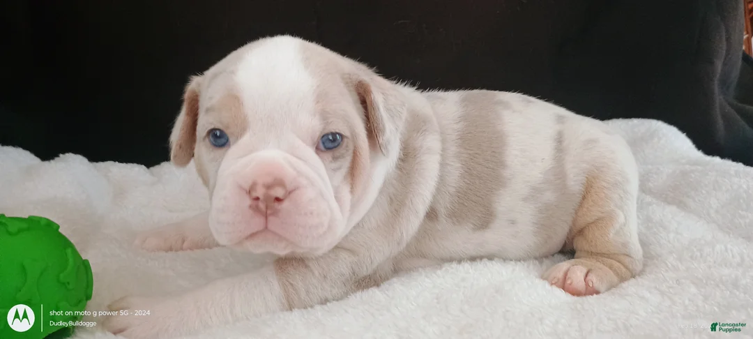 Olde English Bulldogge dogs for sale: Olde English Bulldogge Mani - Ad 1