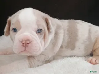 Olde English Bulldogge dogs for sale: Olde English Bulldogge Mani - Ad 2