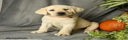 Labrador Retriever dogs for sale: Dianne - Ad 3