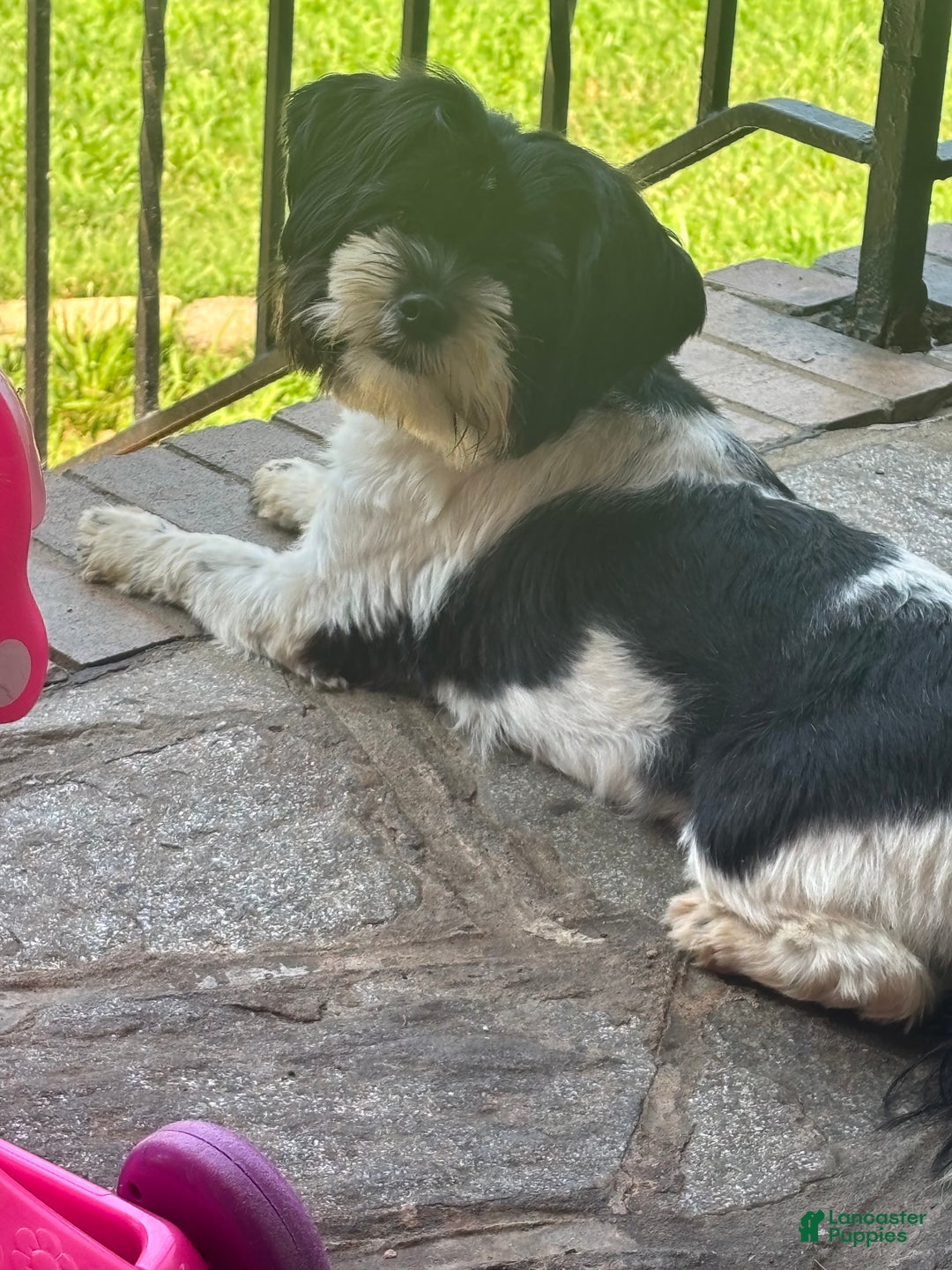 Mixed Breed dogs for sale: Mixed Breed Puppy 5 - Ad 2