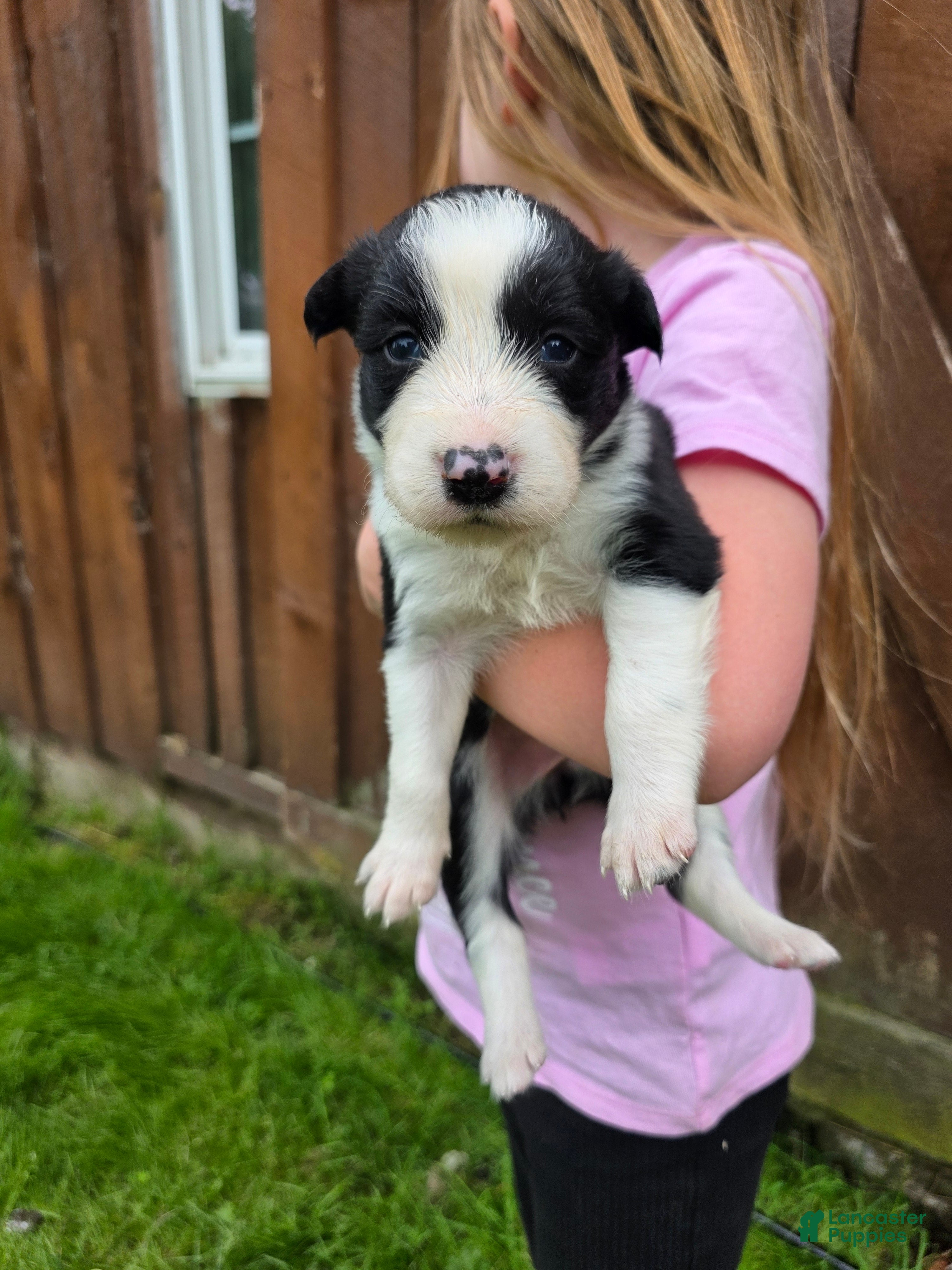 Border Collie dogs Ginger - Ad 41