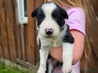 Border Collie dogs Ginger - Ad 23