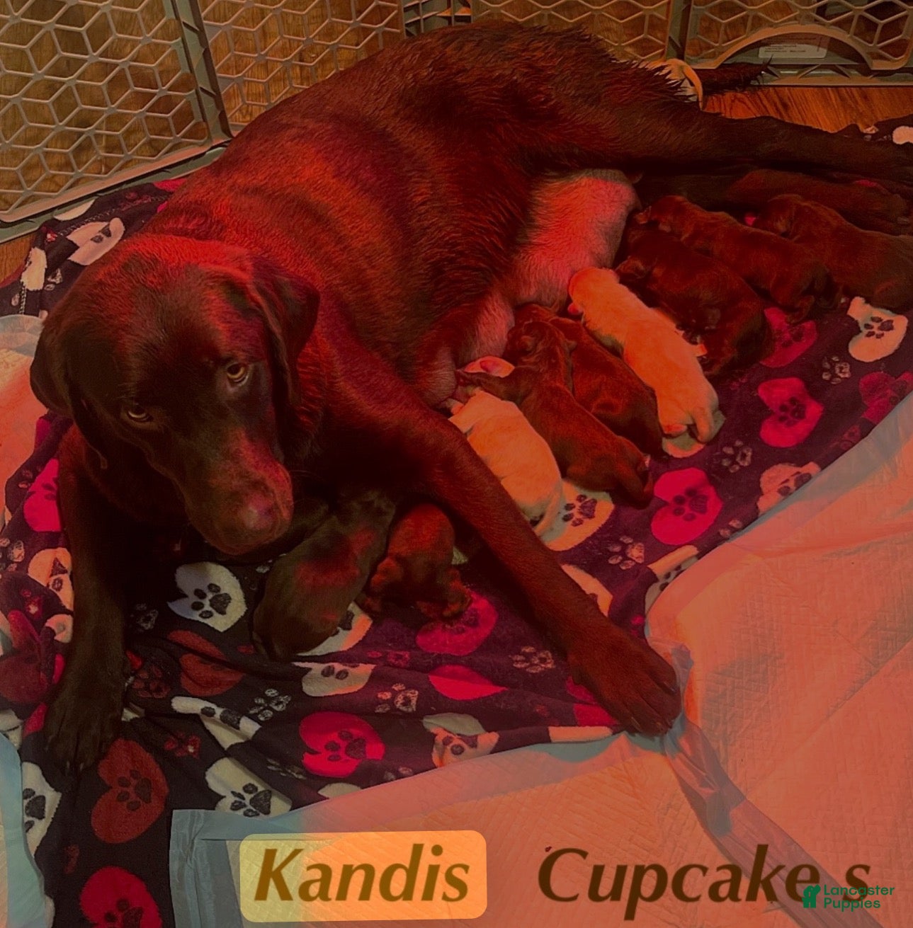 Kandi 