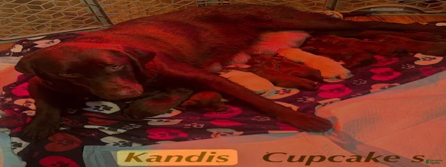 Kandi 