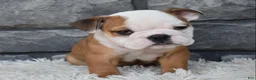 Beabull dogs for sale: Miles - Ad 3