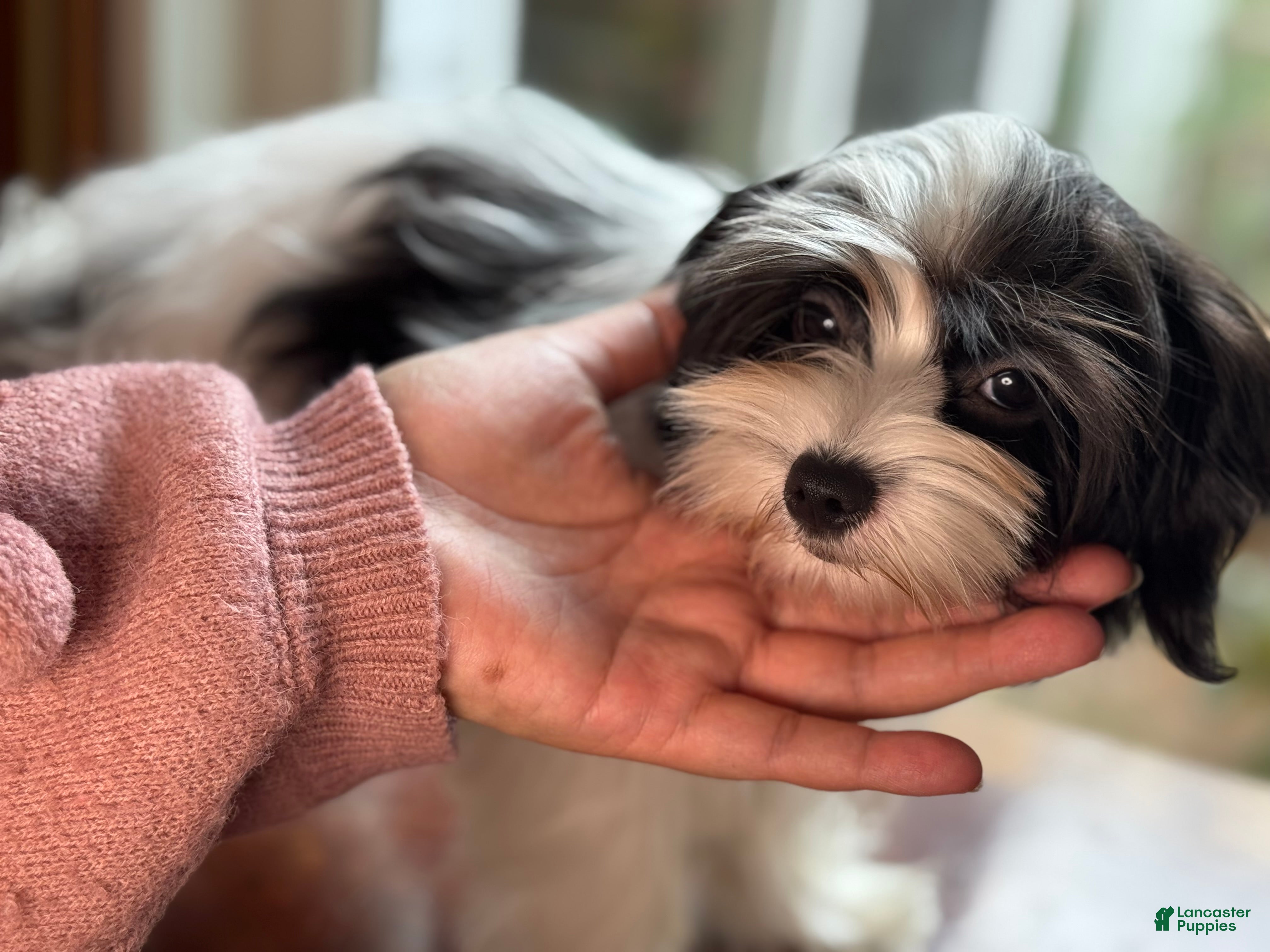 Morkie dogs Michael  - Ad 16