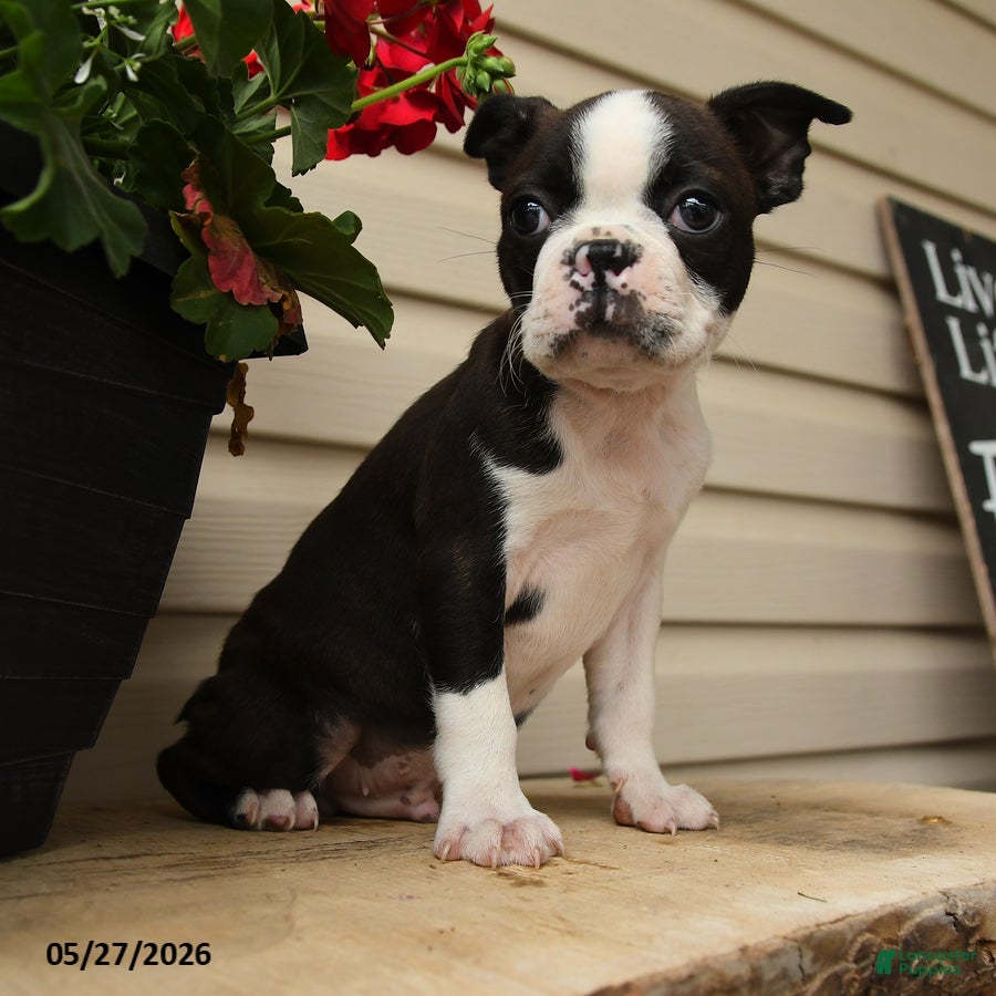 Boston Terrier dogs Marvin - Ad 2