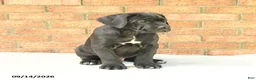 Cane Corso dogs for sale: Bear - Ad 3