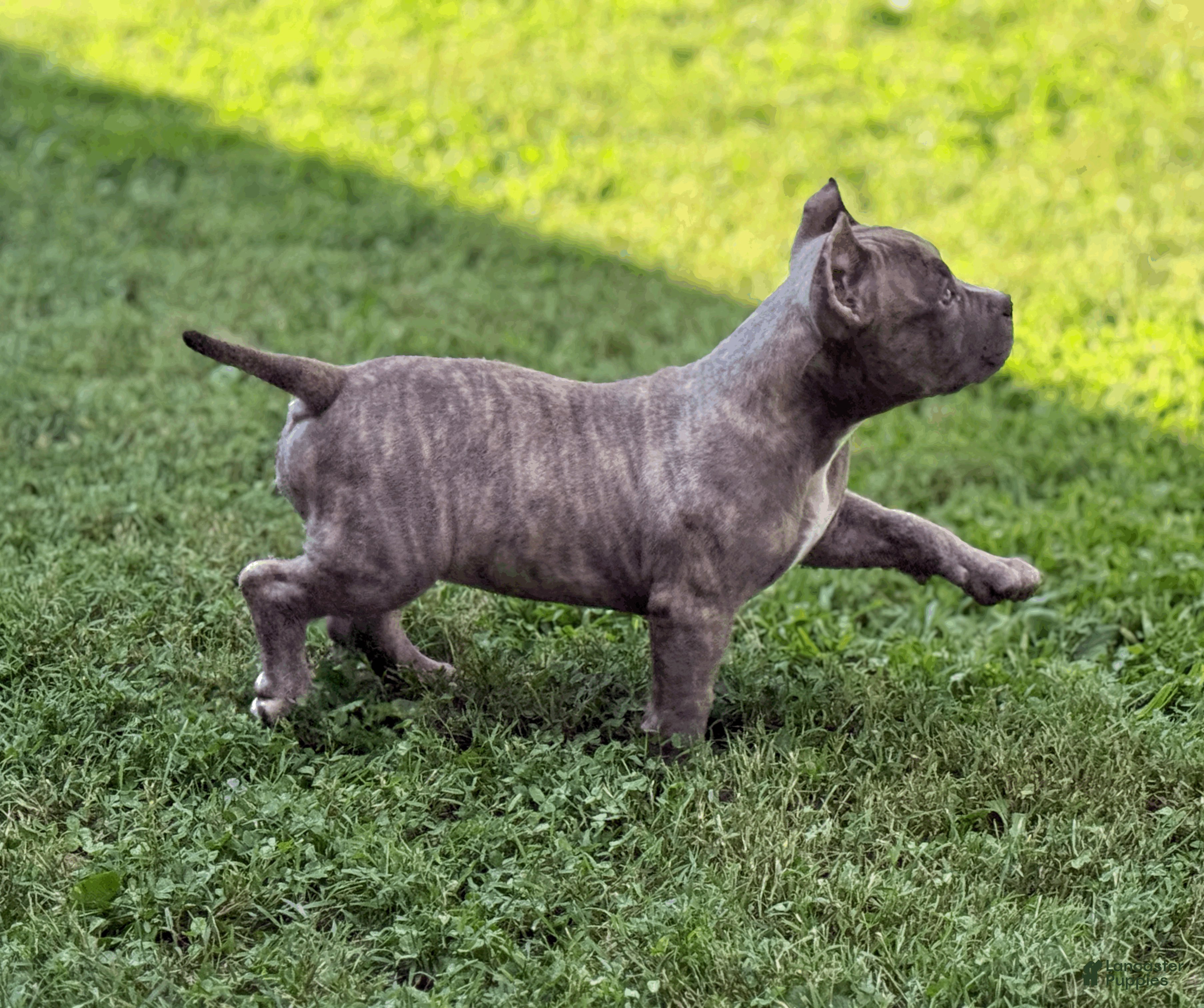 Brindle Bully Puppy Blue Brindle American Bully Puppies For Sale
