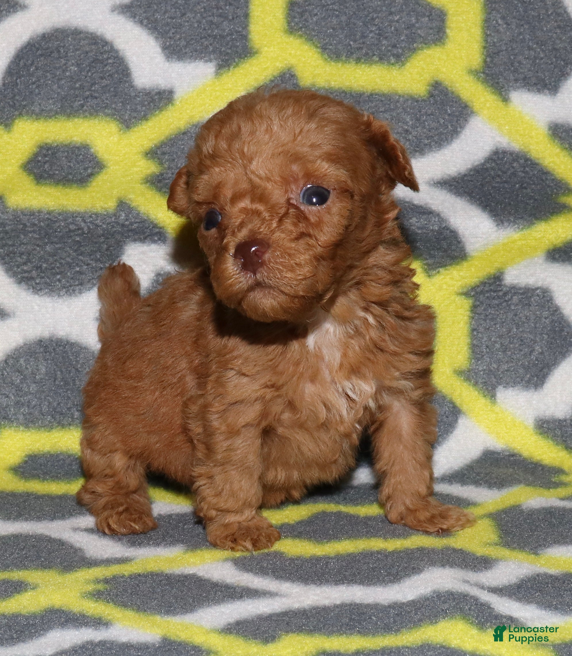 Toy Poodle dogs Double T Summer’s apricot male - Ad 19