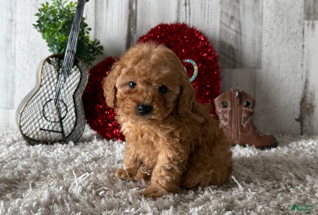 Toy Poodle dogs for sale: Viggo - Ad 2