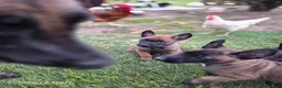 Belgian Malinois dogs for sale: Belgian Malinois Puppy 3 - Ad 3