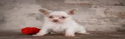 Chihuahua dogs for sale: Charlie - Ad 2