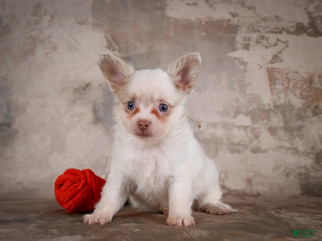 Chihuahua dogs for sale: Charlie - Ad 2
