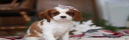 Cavalier King Charles Spaniel dogs for sale: Ivy - Ad 3