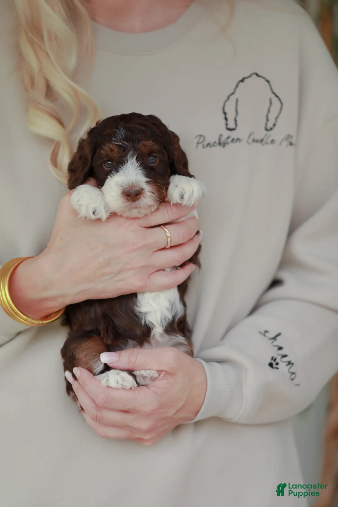 Bernedoodle dogs for sale: Strike - Ad 1