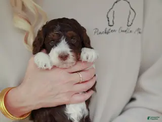Bernedoodle dogs Strike - Ad 18