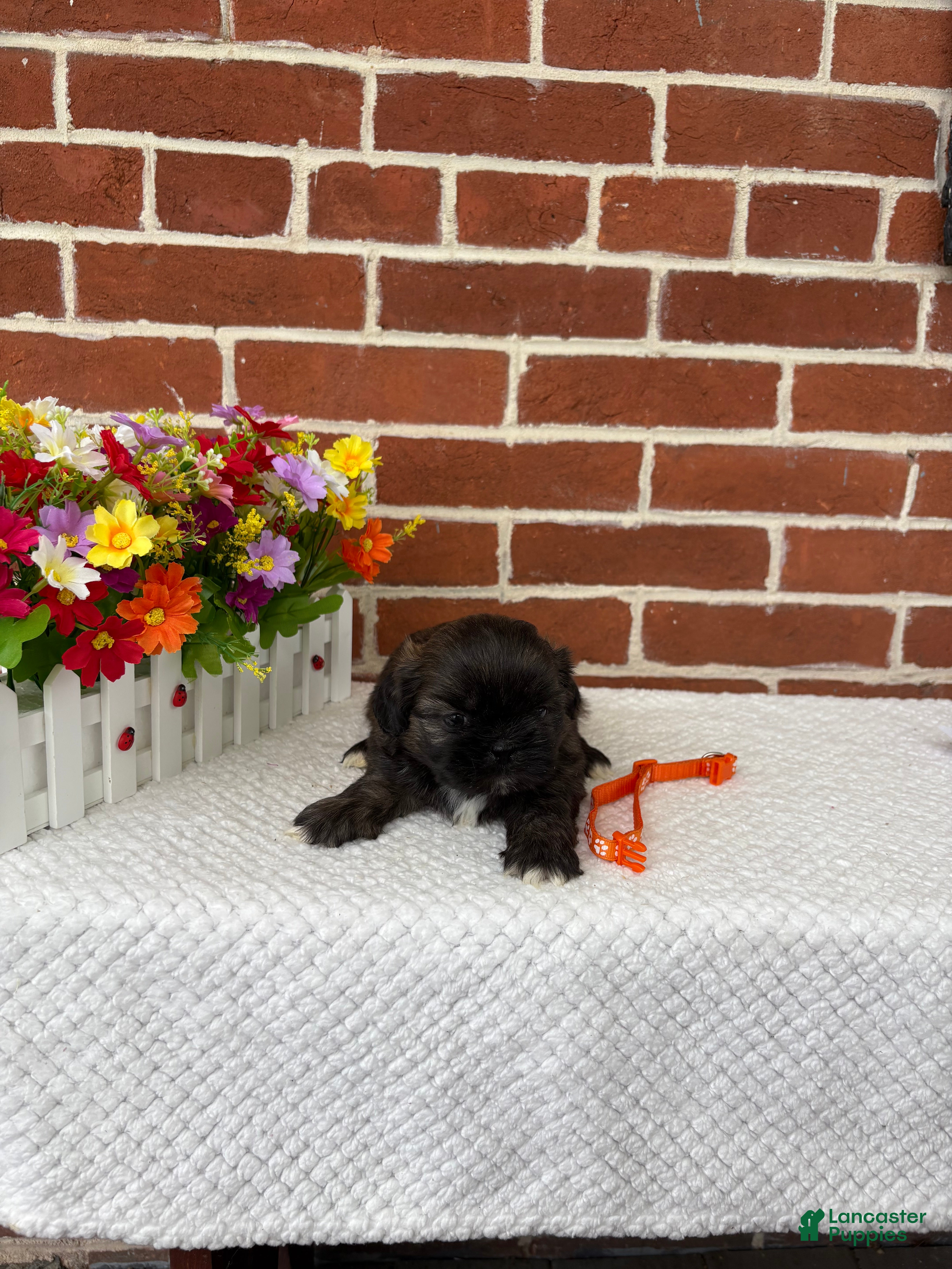 Shih Tzu dogs for sale: Lenny - Ad 4