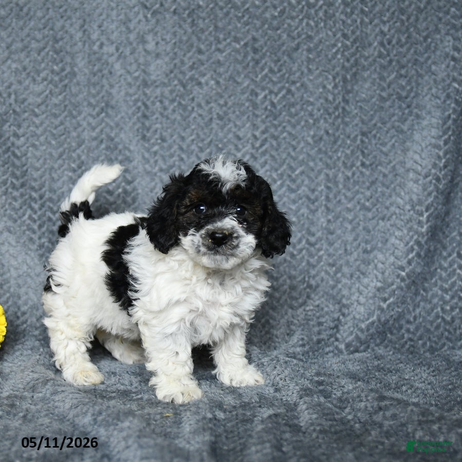 Maltipoo dogs Stormy - Ad 2