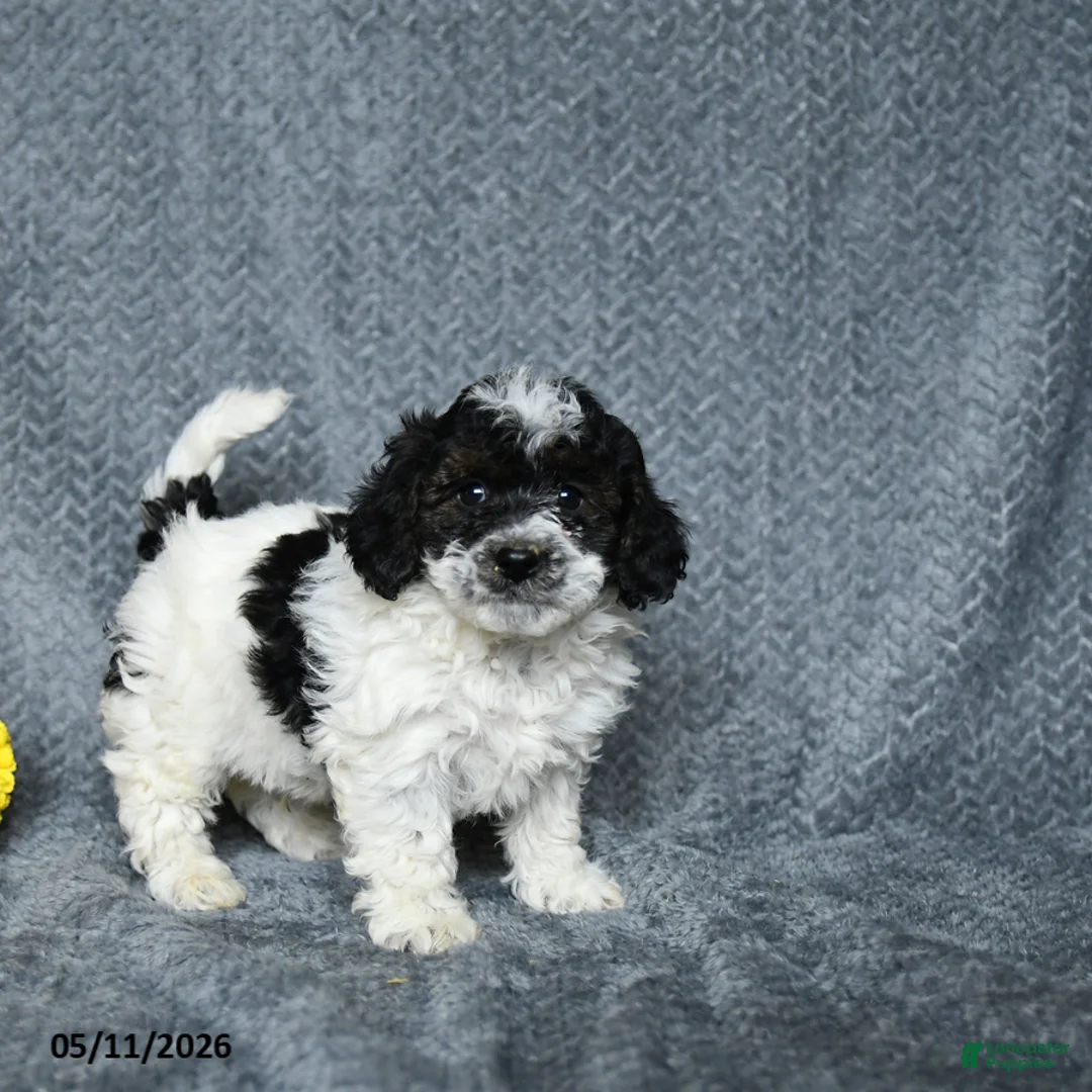Maltipoo dogs for sale: Stormy - Ad 2