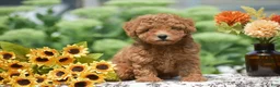 Toy Poodle dogs for sale: Ashley - Ad 1