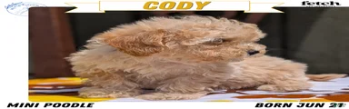 Cody