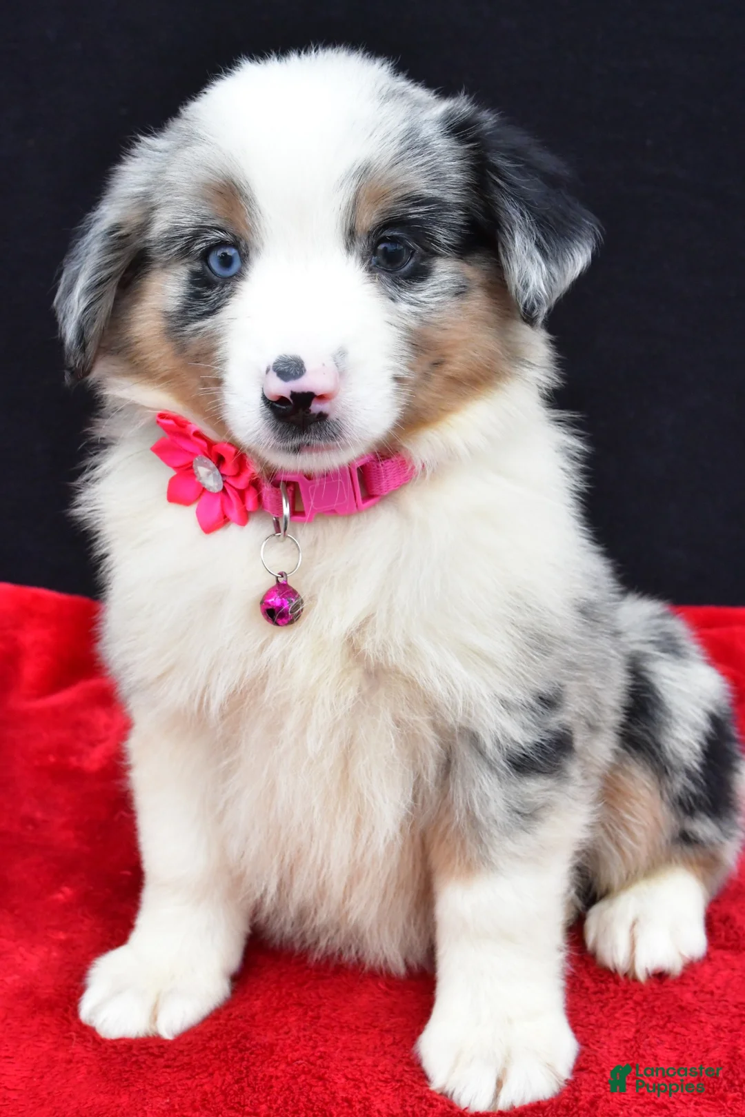 Miniature Australian Shepherd dogs for sale: Ozzy  - Ad 1