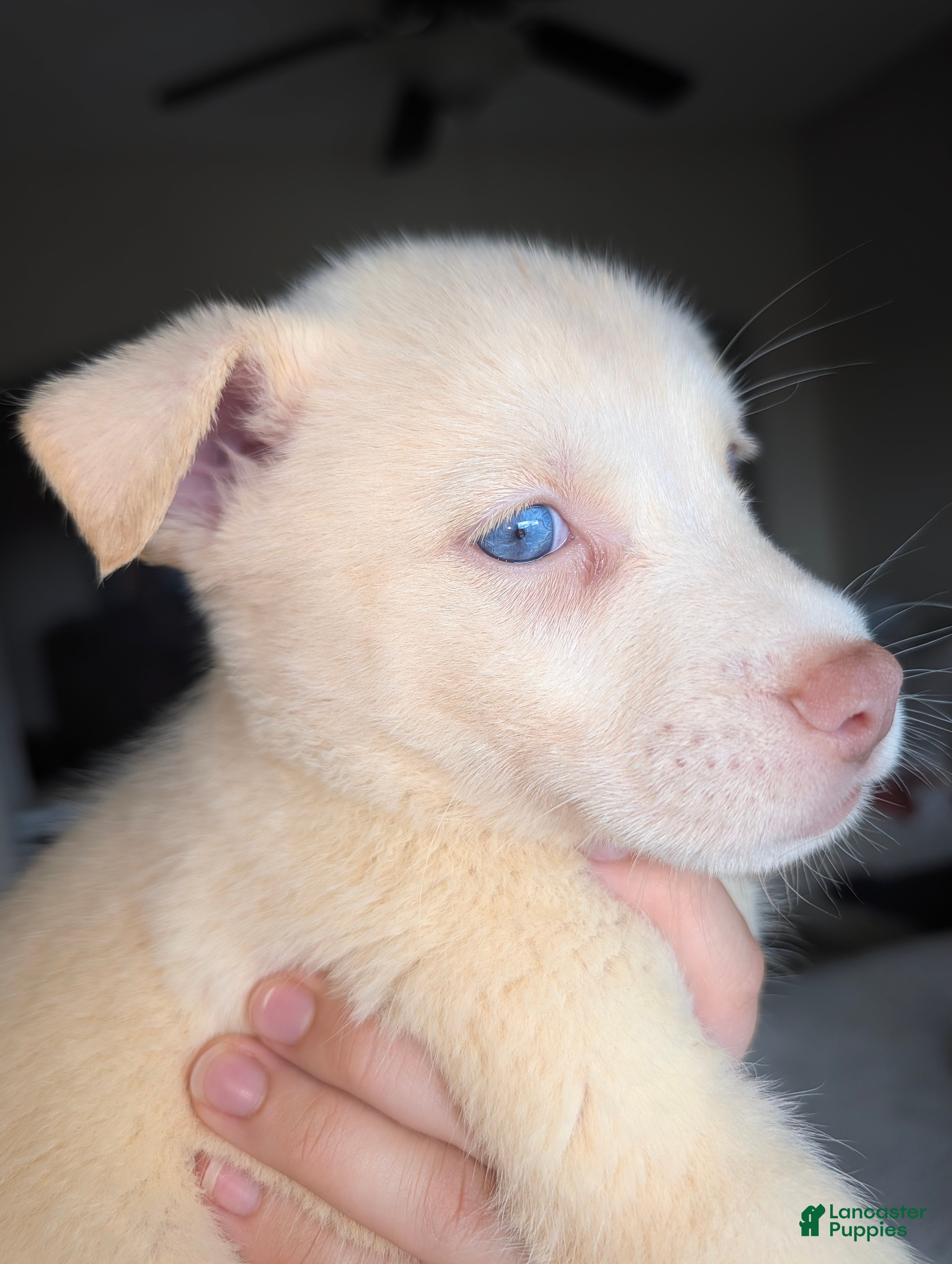 Pitsky dogs Tina - Ad 2
