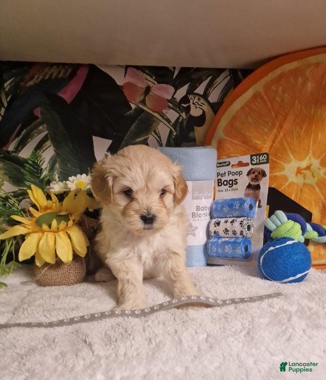 Maltipoo dogs for sale: Billy - Ad 5