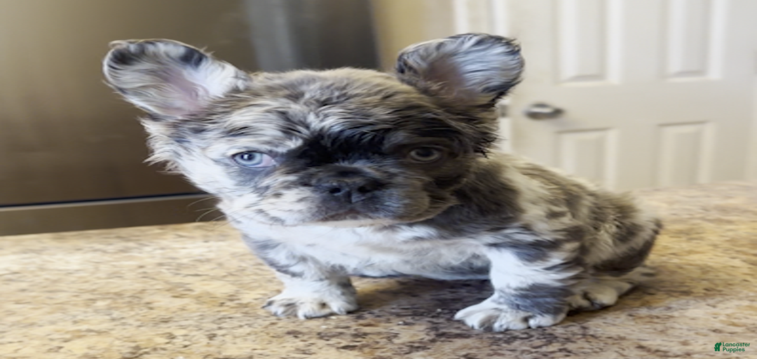 Gallery Image {{count}}