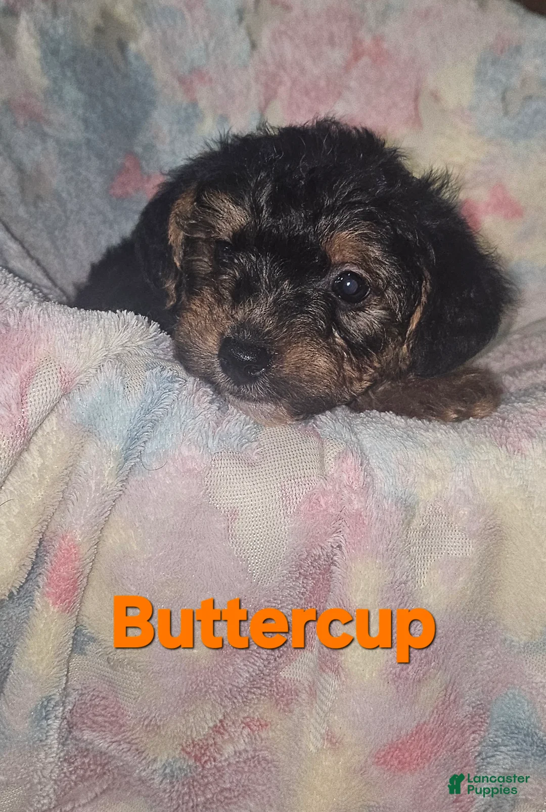 Yorkshire Terrier dogs for sale: Buttercup  - Ad 1