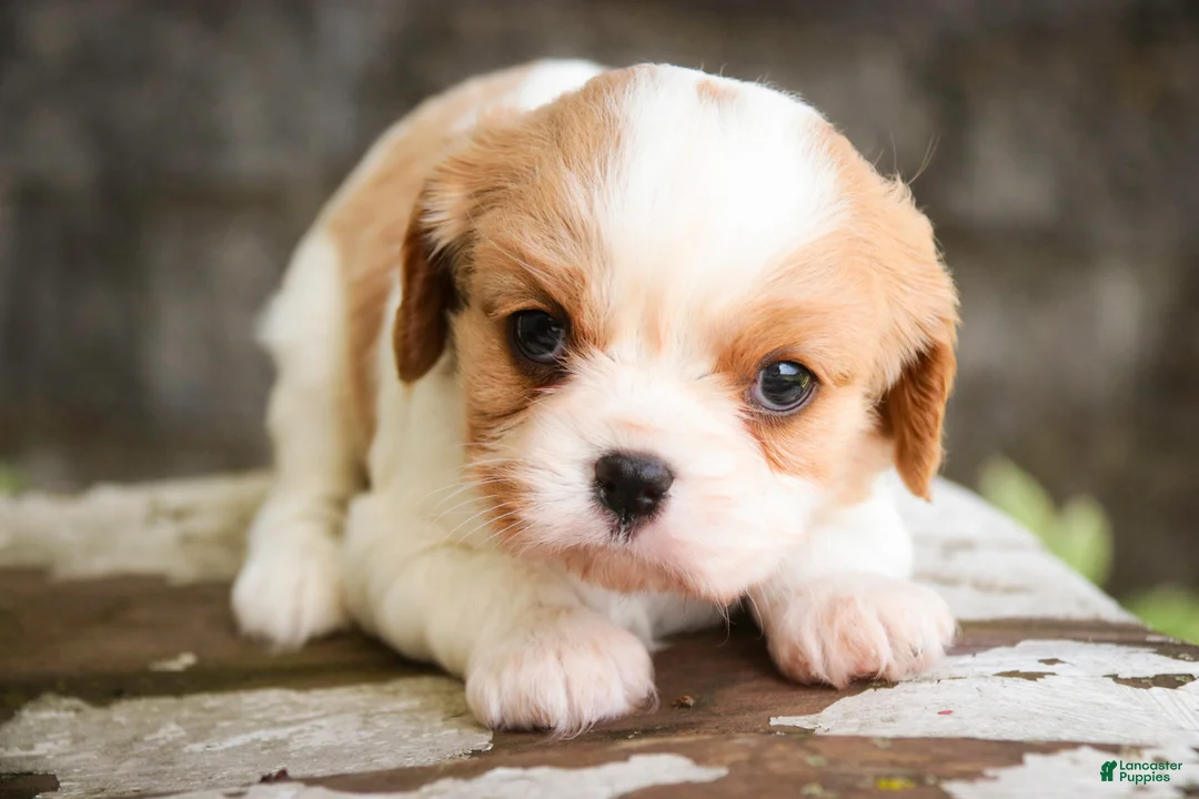 Cavalier King Charles Spaniel dogs for sale: Delilah - Ad 2
