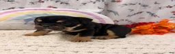 English Bulldog dogs for sale: Ben - Ad 4