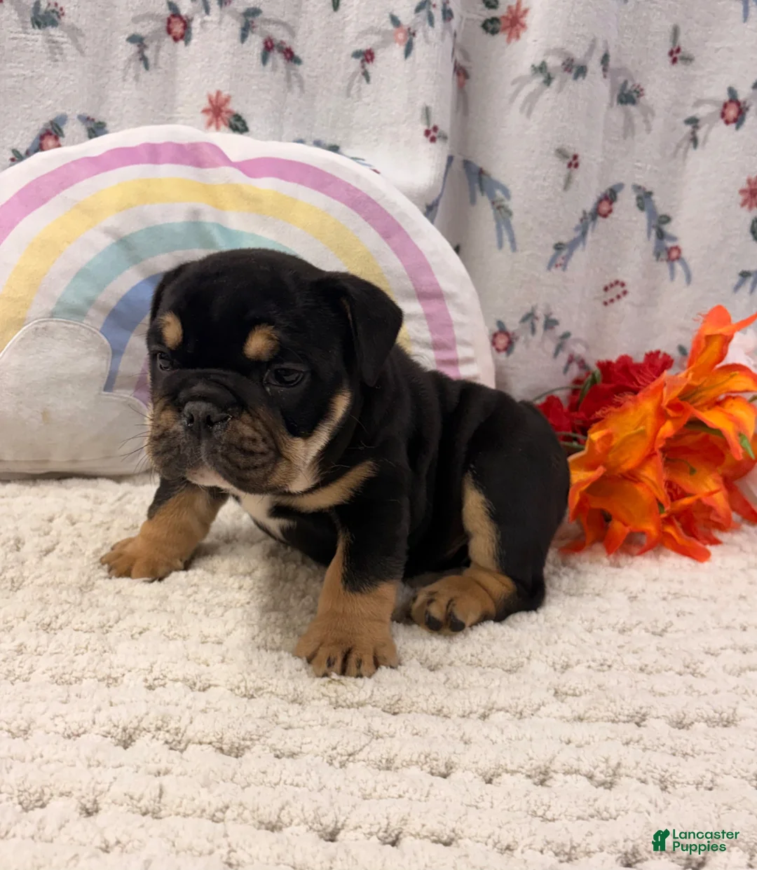 English Bulldog dogs for sale: Ben - Ad 4