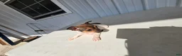 Chihuahua dogs for sale: Charlie - Ad 10
