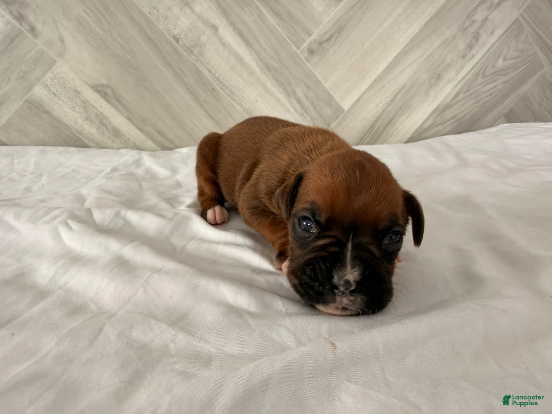 Boxer dogs for sale: Cutie - Ad 1