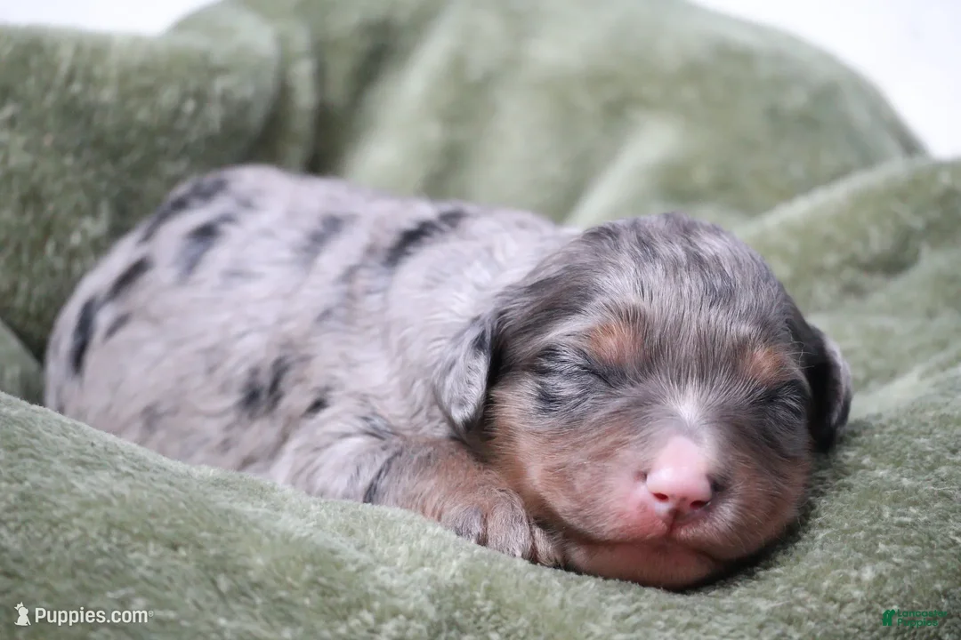 Mini Bernedoodle dogs for sale: Jenson  - Ad 1