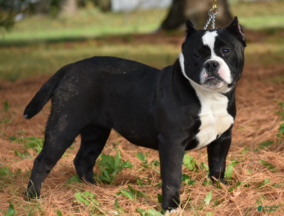 Mixed Breed dogs for sale: Prettia bully bulldog hybrid  - Ad 9