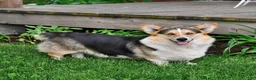 Welsh Corgi Pembroke dogs for sale: Andy - Ad 7
